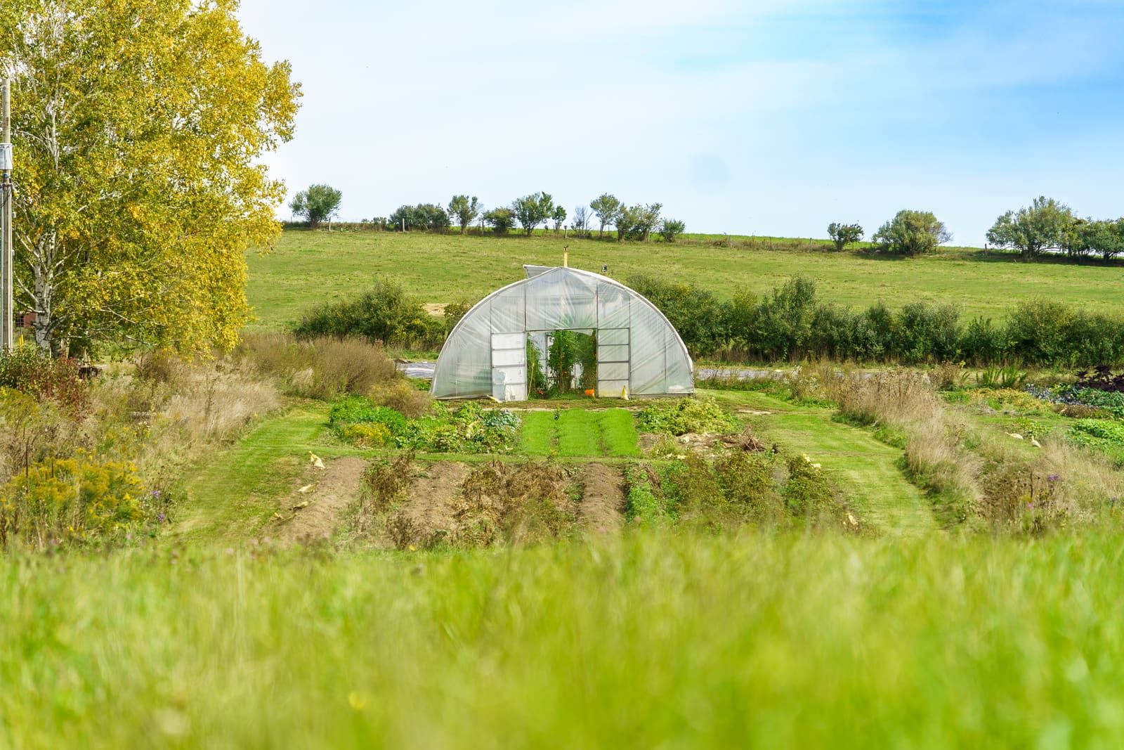 A polytunnel greenhouse standing among cultivated vegetable rows, with pasture rising to a treed ridge behind it.